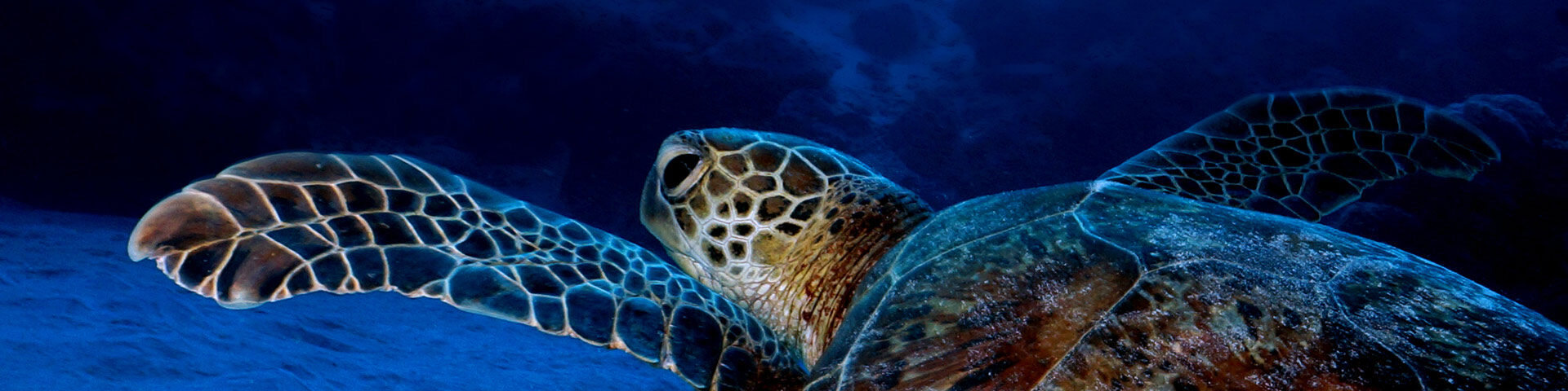 Cairns Day Diving With Turtles