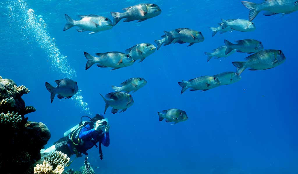 Cairns Diving Photography