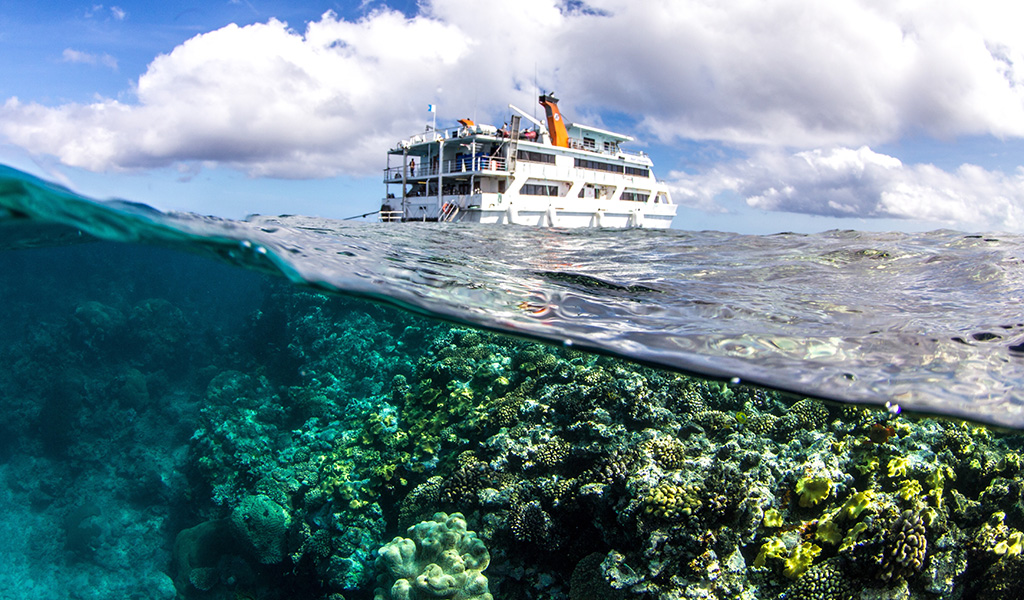 Cairns Liveaboard Snorkelling