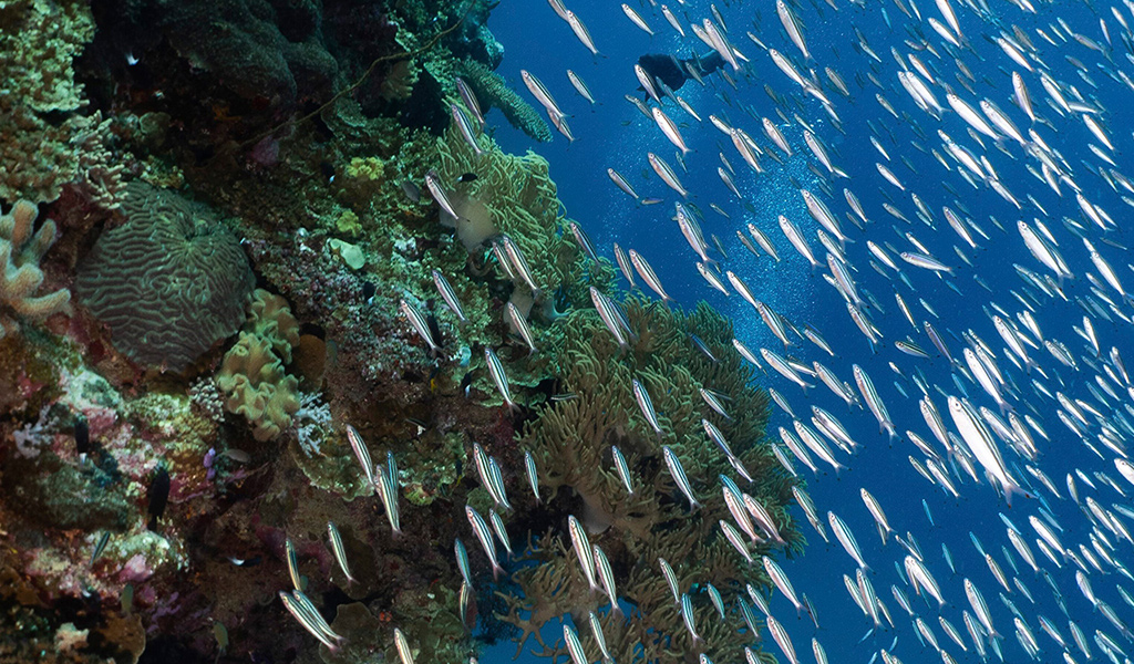 Diving Milln Reef, Three Sisters