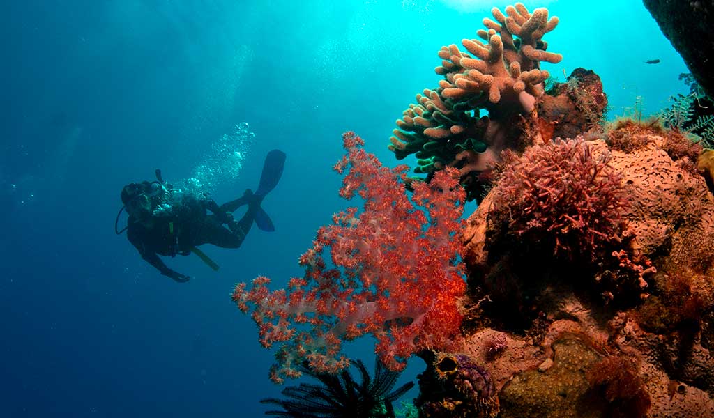Diving Upulo Cay Reef