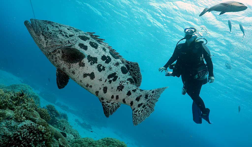 Liveaboard Diving Cairns