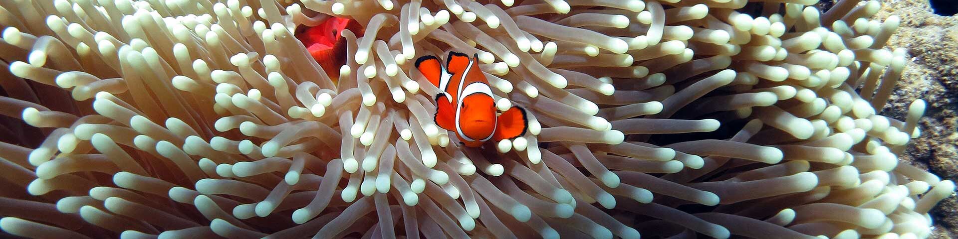 Nemo Steves