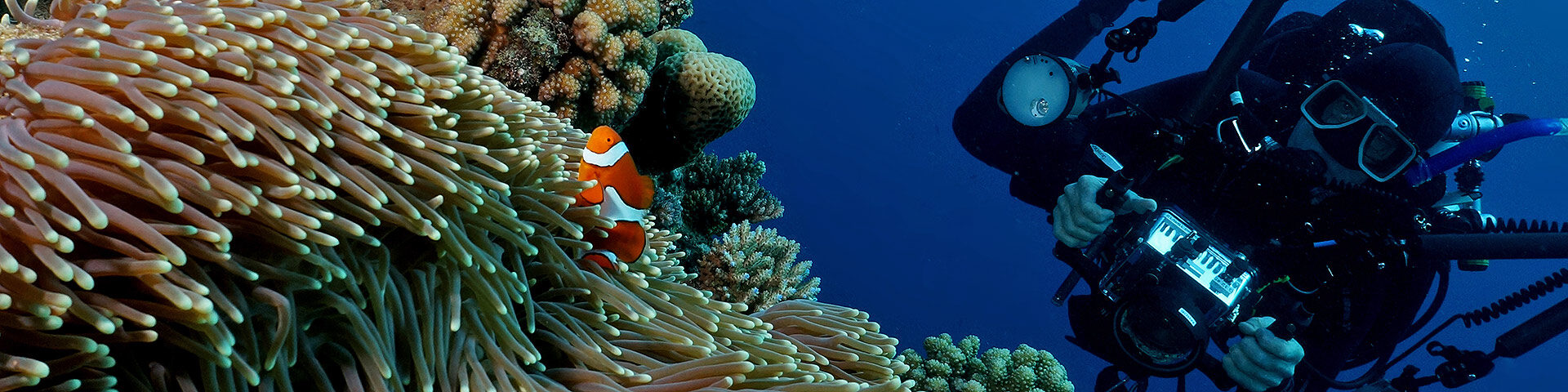 nemo-underwater-photography-cairns